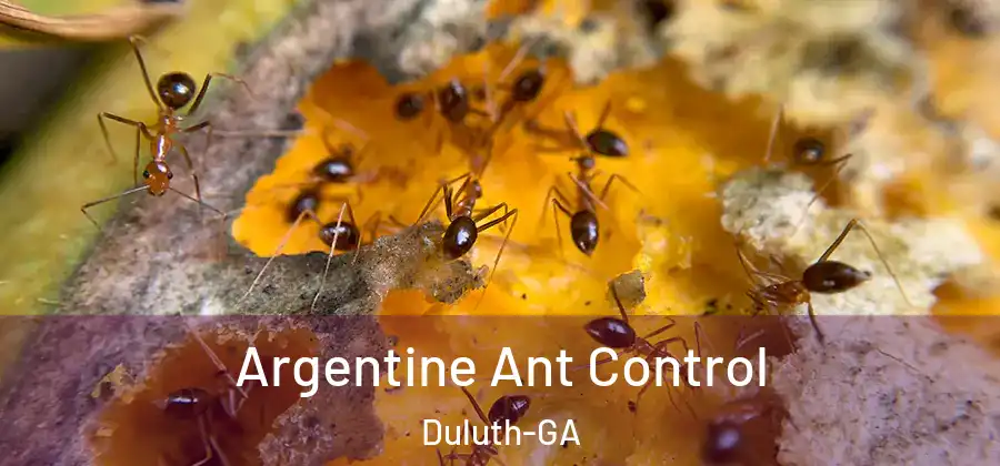 Argentine Ant Control Duluth-GA