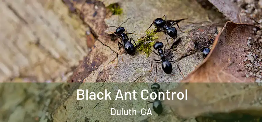 Black Ant Control Duluth-GA