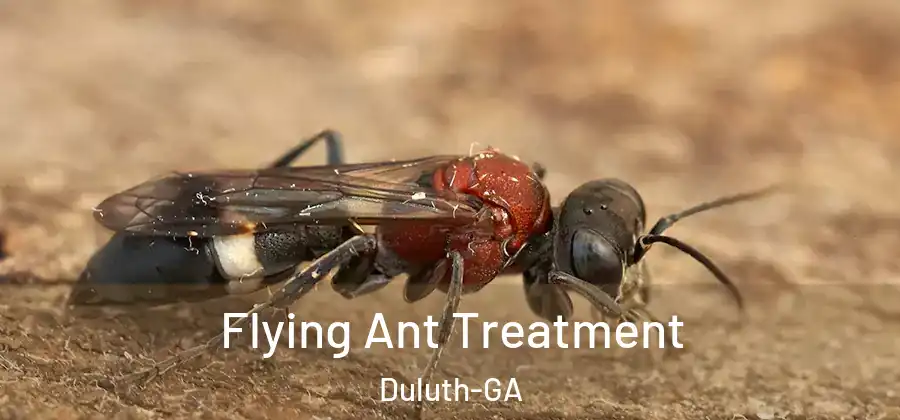Flying Ant Treatment Duluth-GA