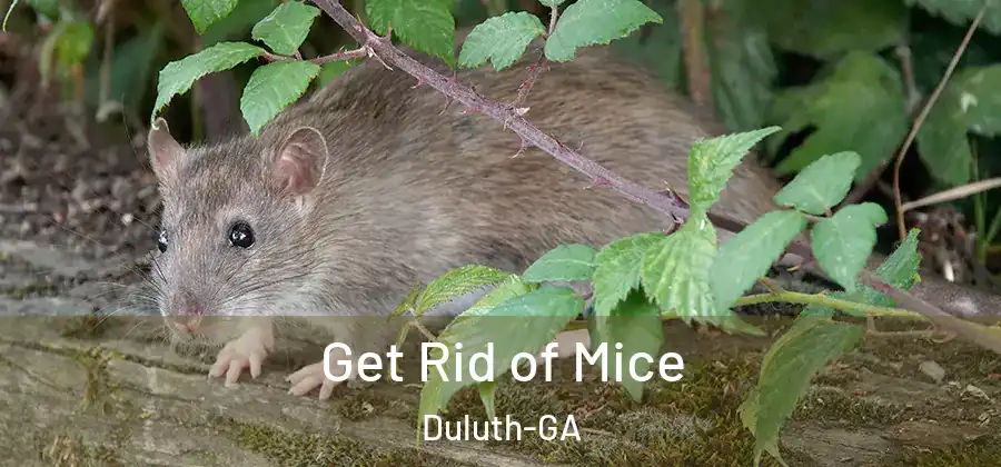 Get Rid of Mice Duluth-GA