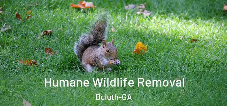 Humane Wildlife Removal Duluth-GA