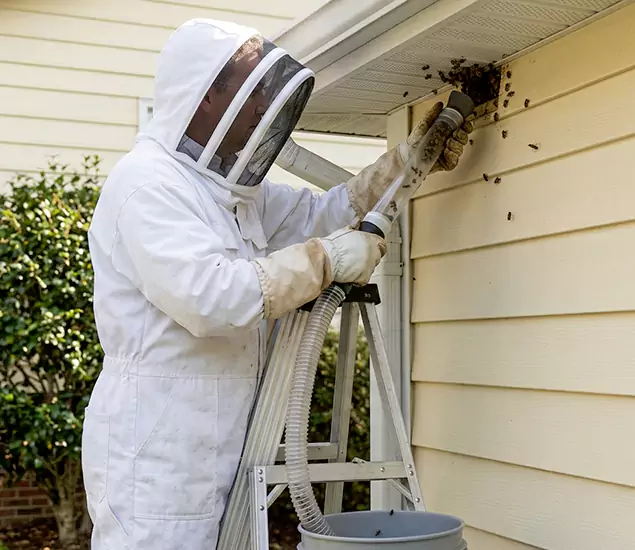 Your Affordable Bee Removal Company in Duluth, GA