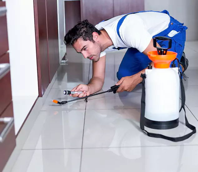 Reliable Professional Mouse Removal: Your Best Mouse Control Company in Duluth, GA