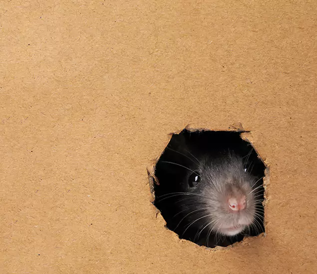 Rats in Attic Removal Experts in Duluth, GA