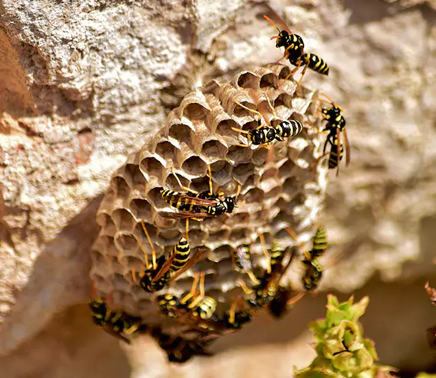 Your Best Wasp Removal Company in Duluth, GA