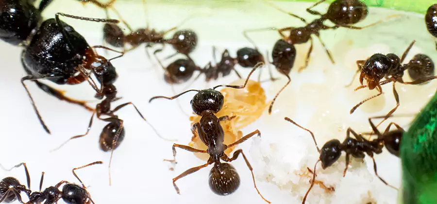 Argentine Ant Barrier Treatment in Duluth