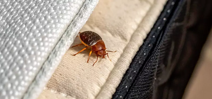 Commercial Bed Bug Control in Duluth