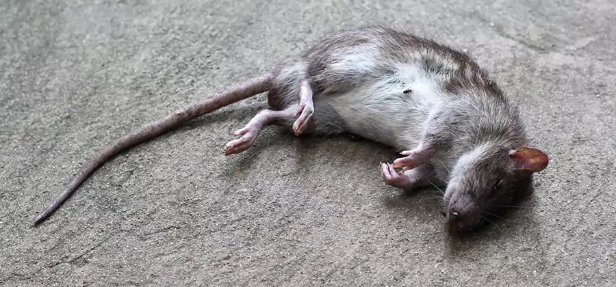 Dead Rat Disposal in Duluth