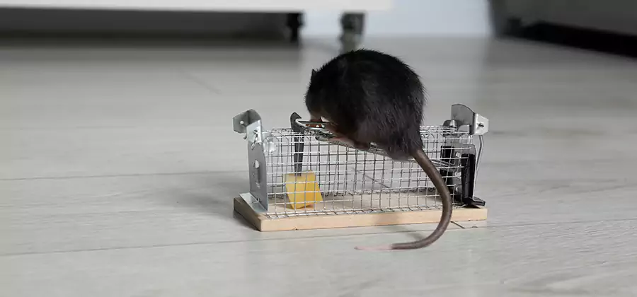 Mice in Attic Removal Duluth