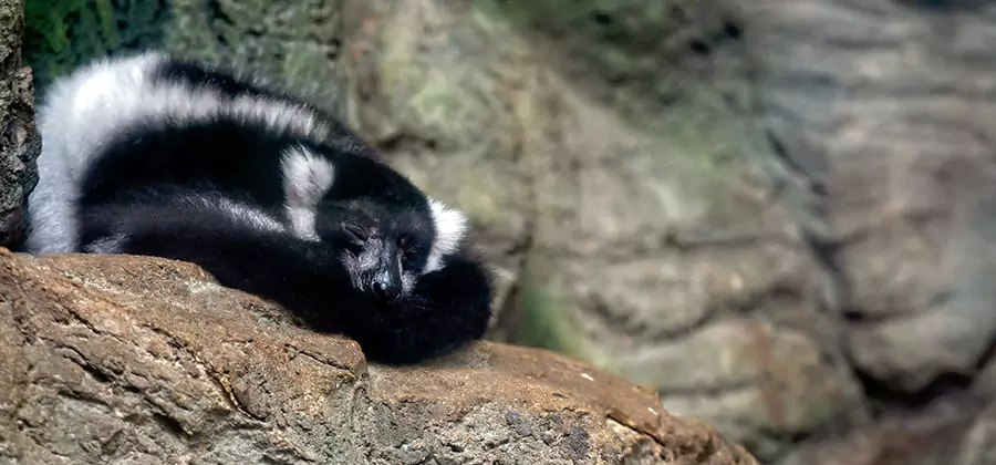 Humane Skunk Removal in Duluth