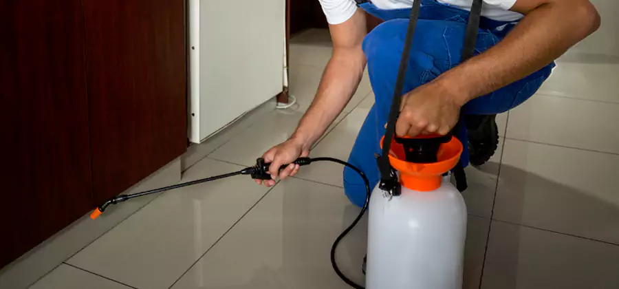 Indoor Insect Killer Solutions in Duluth