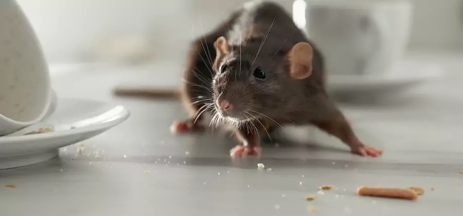 Rodent Feces Removal in Duluth