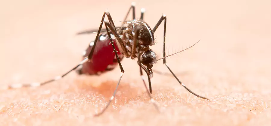 Pond Mosquito Control and Water Treatment in Duluth