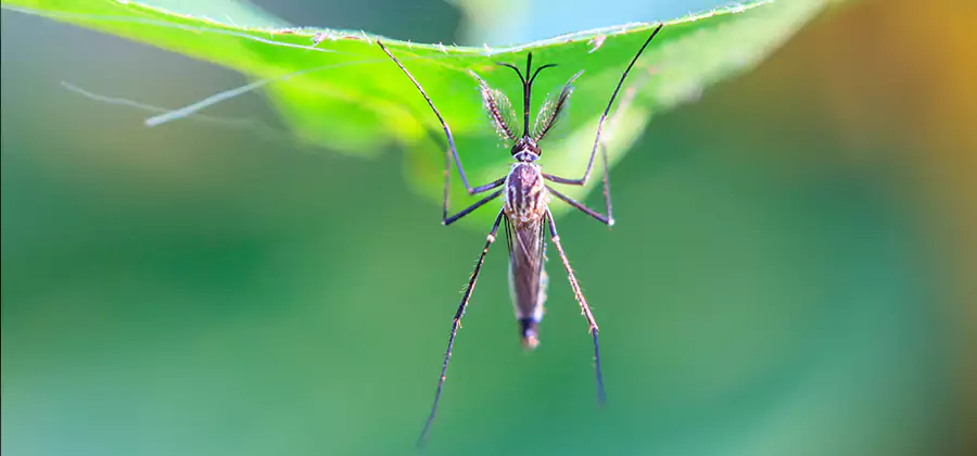 Home Defense Insect Killer in Duluth