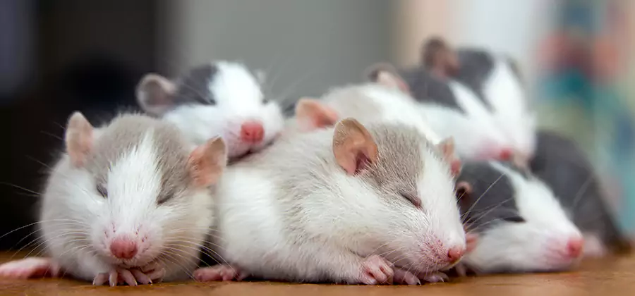 Duluth Pet Safe Mice Control