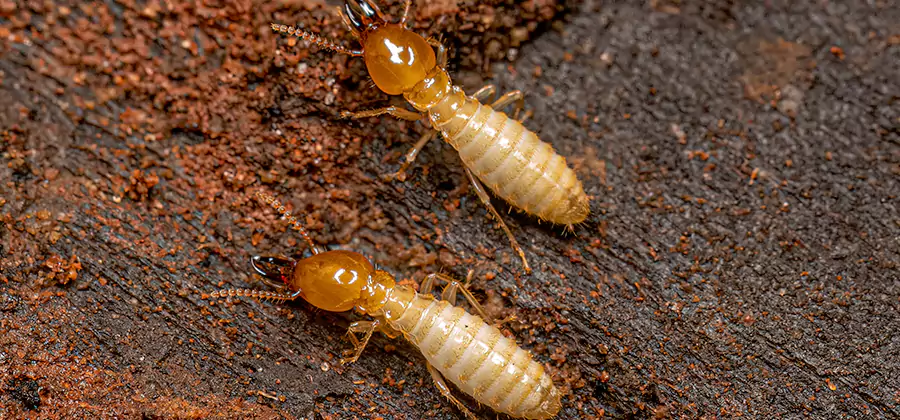 Natural Ant Hill Killer Treatment in Duluth