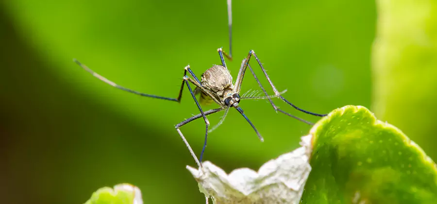 Natural Outdoor Mosquito Repellent in Duluth