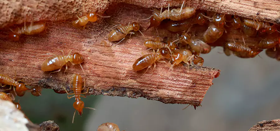Termite Pest Management in Duluth