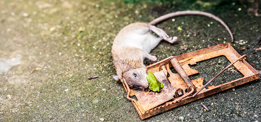 Rat Trapping in Duluth