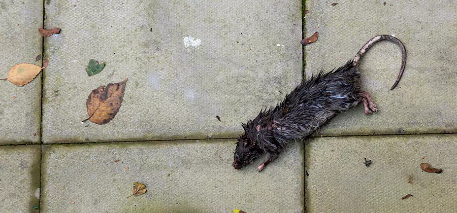 Rodent inspection service in Duluth