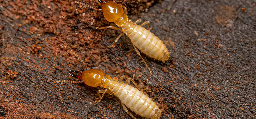 Sentricon Residential Termite Control in Duluth