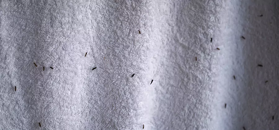 Small Black Ants in Bathroom Treatment in Duluth