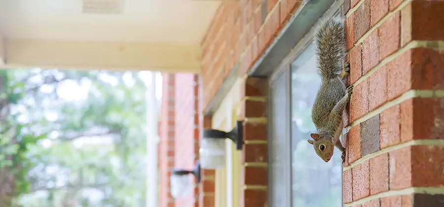 Squirrel Inside Walls Removal in Duluth