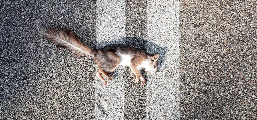 Dead Squirrel Removal in Duluth