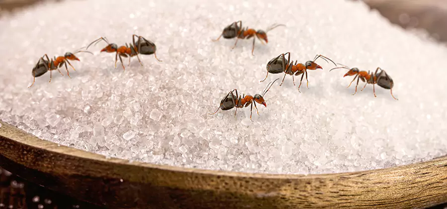 Indoor Sugar Ant Treatment in Duluth
