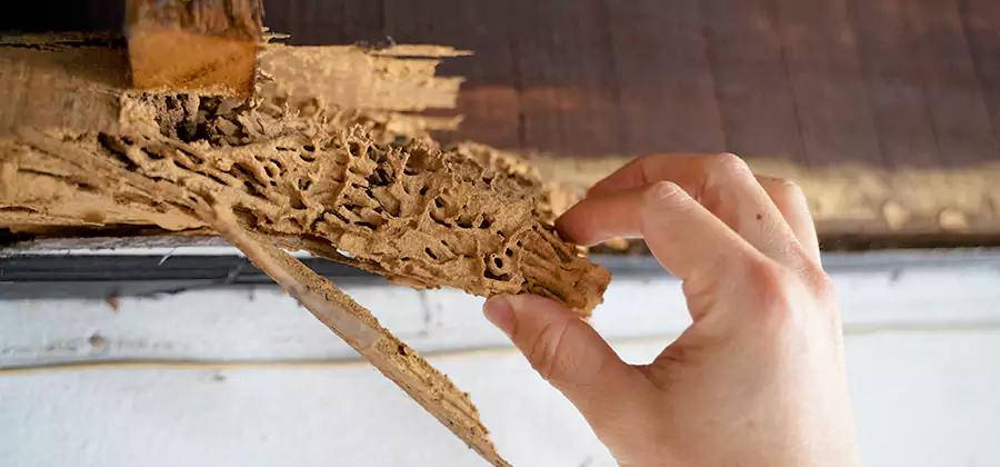 Pre-Purchase Termite Inspection in Duluth