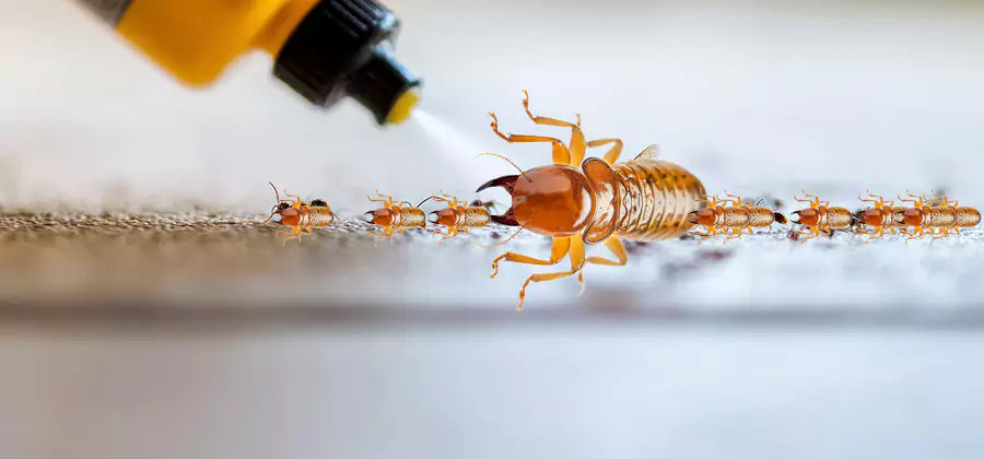 Foundation Termite Spraying Control in Duluth