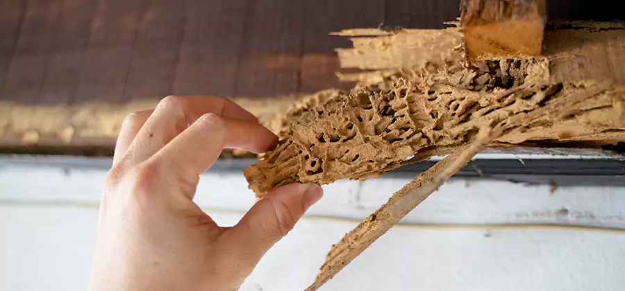 Pre-Construction Termite Treatment in Duluth