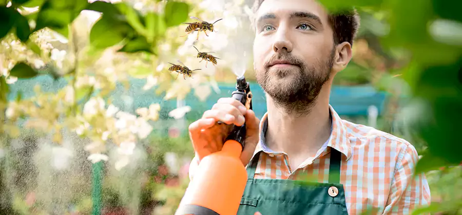 Yellow Jacket Wasp Removal in Duluth