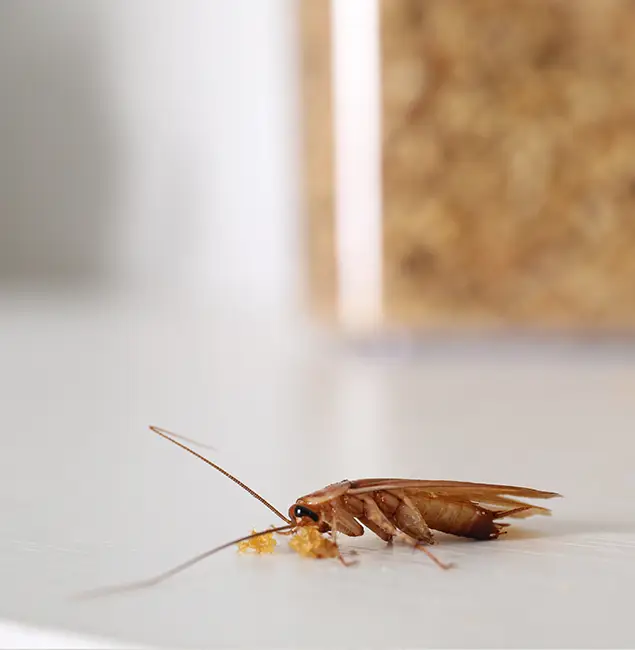 Why Duluth Quality Pest Control Stands Out in Duluth, GA?