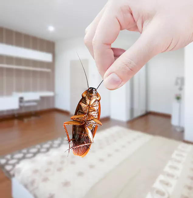 Why Duluth Quality Pest Control Stand Out For Bed Bug Inspection in Duluth, GA?