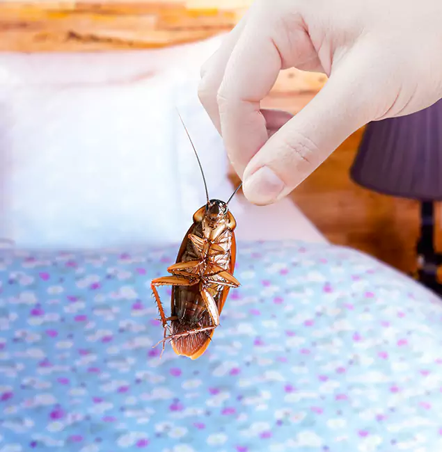 Why Choose Duluth Quality Pest Control for Bed Bug Treatment in Duluth, GA?