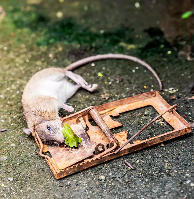 Why Duluth, GA Homeowners Trust Duluth Quality Pest Control for Rodent Removal?