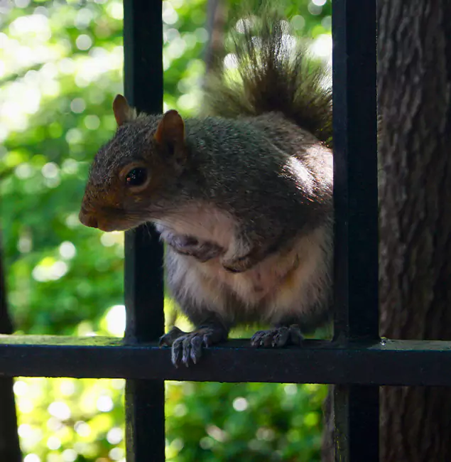 Why Duluth, GA Chooses Duluth Quality Pest Control for Squirrel Removal?