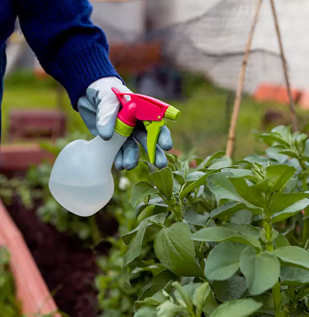 Why Duluth Relies on Duluth Quality Pest Control for Wasp Control Services?