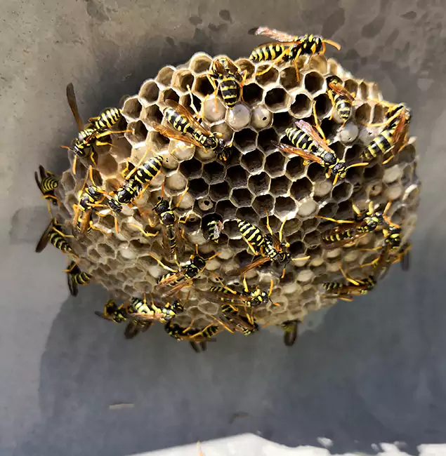 Why Duluth Chooses Duluth Quality Pest Control for Wasp Control Services?