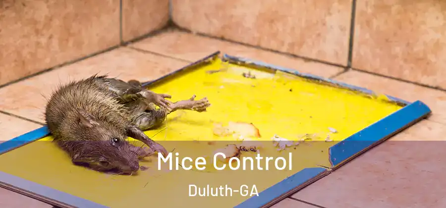 Mice Control Duluth-GA