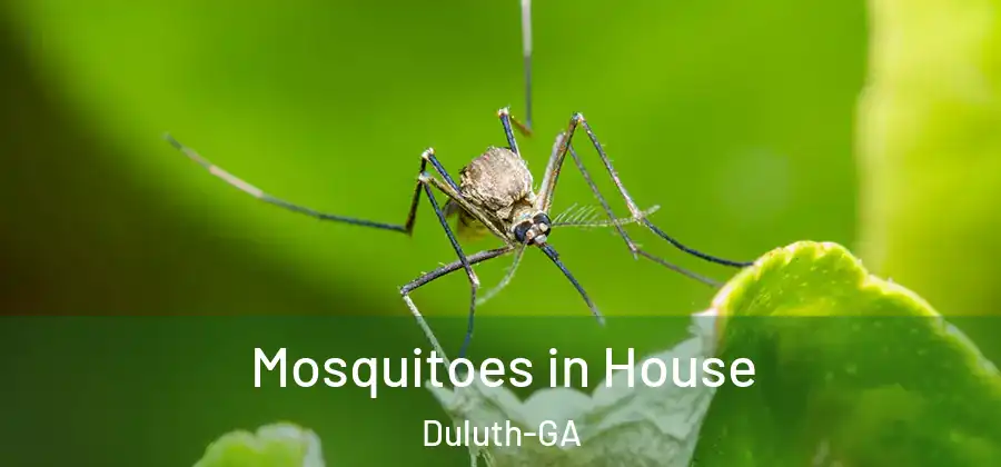 Mosquitoes in House Duluth-GA