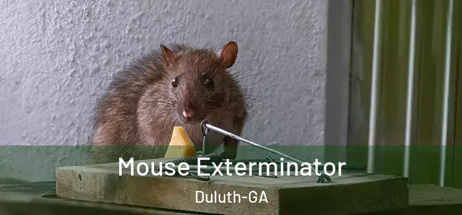 Mouse Exterminator Duluth-GA