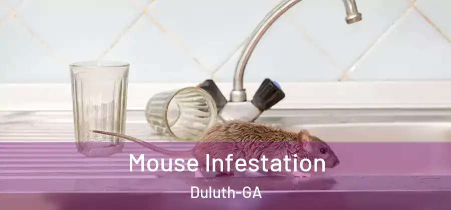 Mouse Infestation Duluth-GA