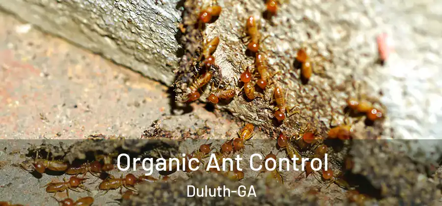 Organic Ant Control Duluth-GA