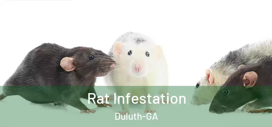 Rat Infestation Duluth-GA