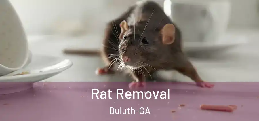 Rat Removal Duluth-GA