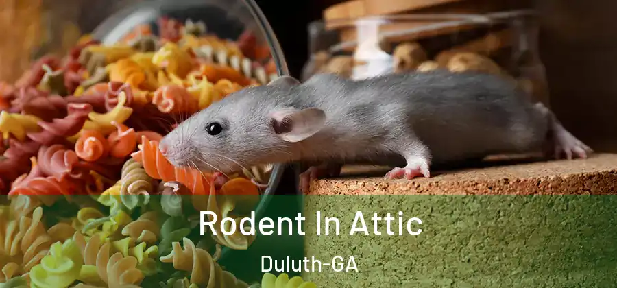 Rodent In Attic Duluth-GA
