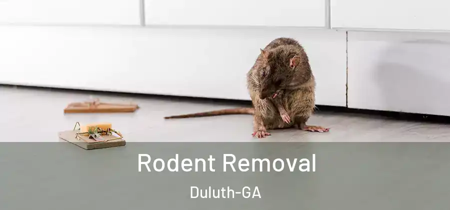 Rodent Removal Duluth-GA