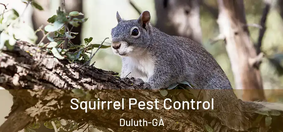 Squirrel Pest Control Duluth-GA